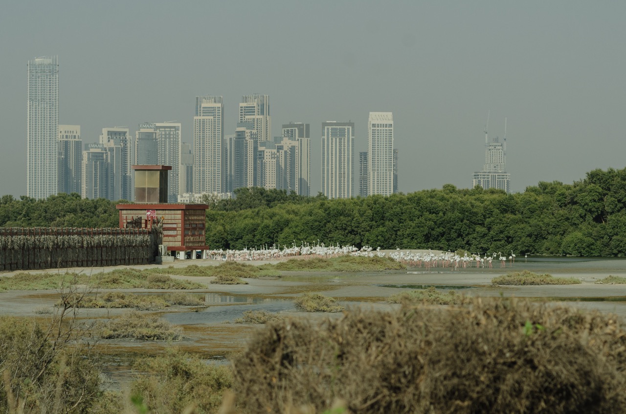 Превью Dubai 2022